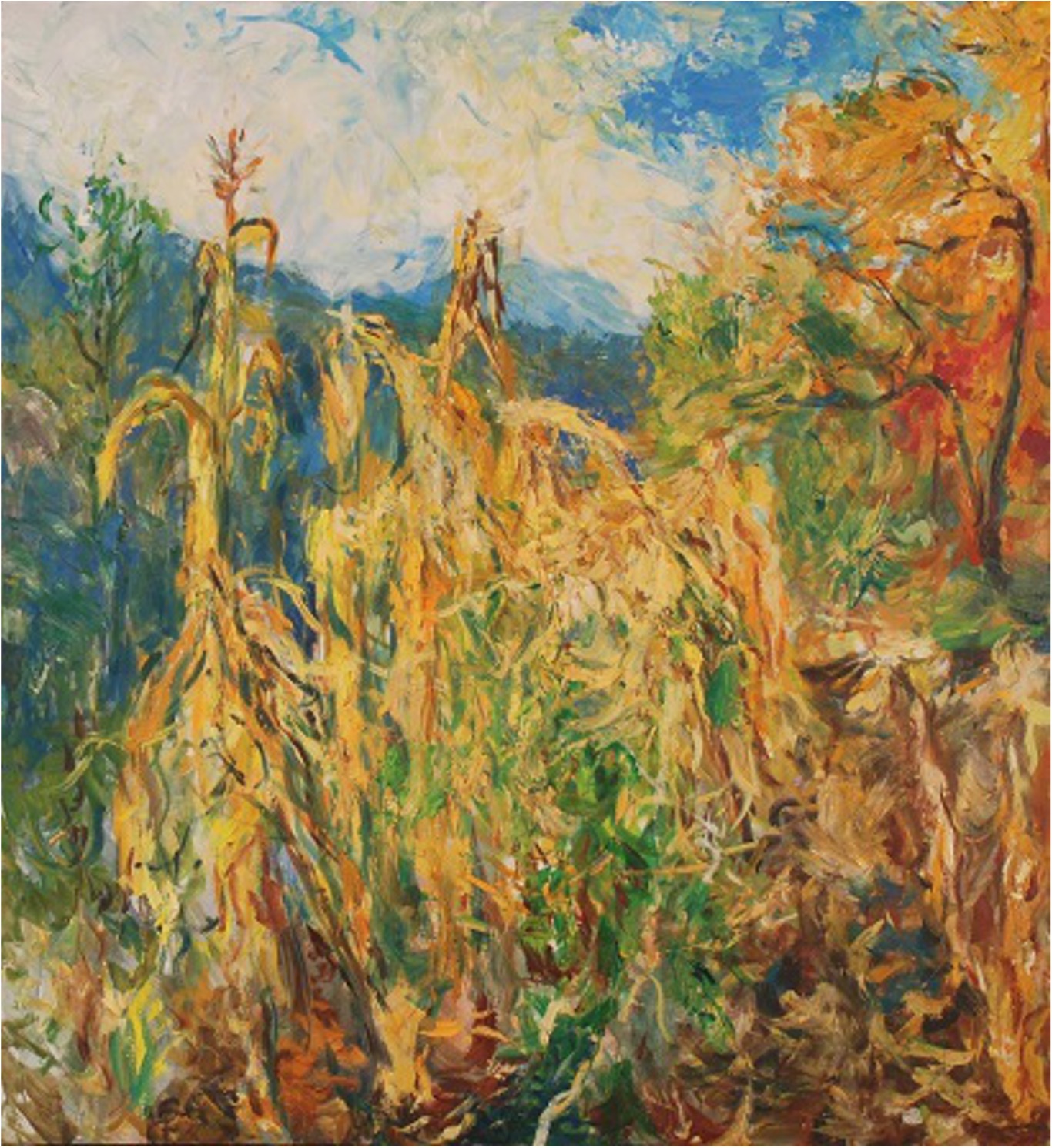 Sweetcorn and Haricot Tarbais in the Potager, 2014